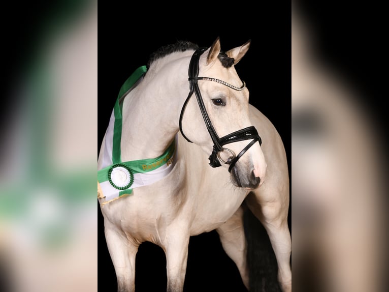 Pony tedesco Stallone 5 Anni 149 cm Pelle di daino in Vettweiß