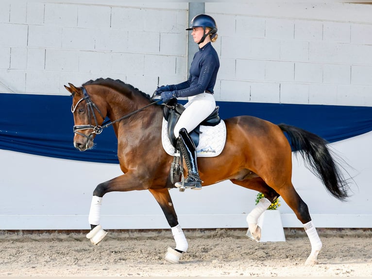 Pony tedesco Stallone 5 Anni 154 cm Baio in Marsberg