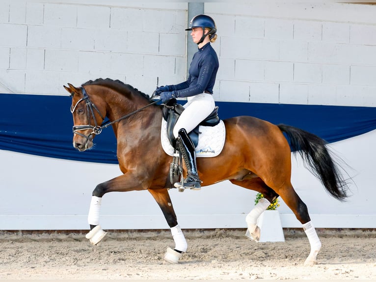 Pony tedesco Stallone 5 Anni 154 cm Baio in Marsberg