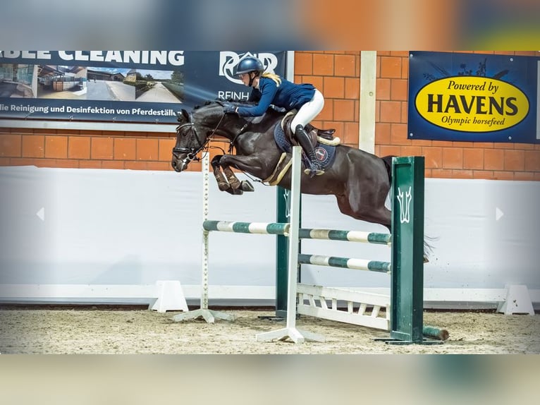 Pony tedesco Stallone 5 Anni Baio scuro in Mönchengladbach