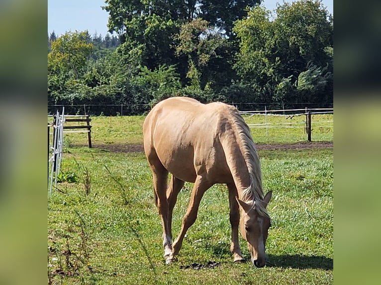 Pony tedesco Stallone 5 Anni Palomino in Bad Zwischenahn