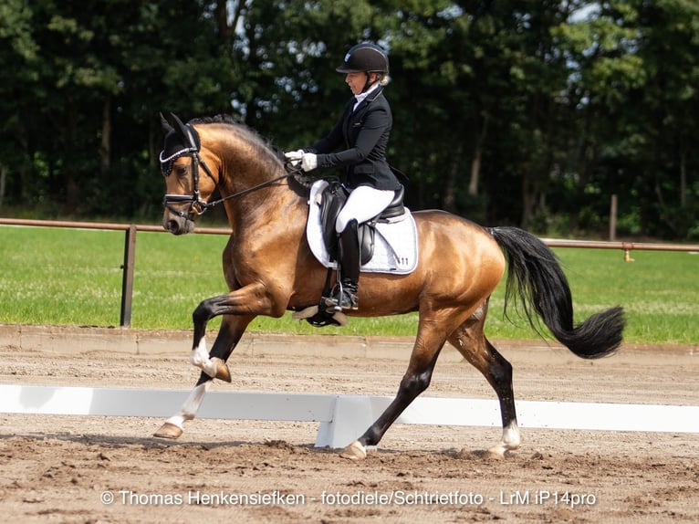 Pony tedesco Stallone 5 Anni Pelle di daino in Westerstede