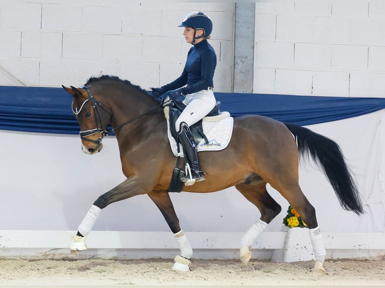 Pony tedesco Stallone 6 Anni 145 cm Baio in Marsberg