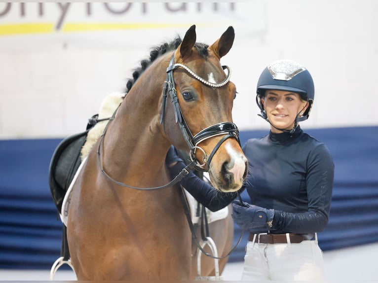 Pony tedesco Stallone 6 Anni 145 cm Baio in Marsberg