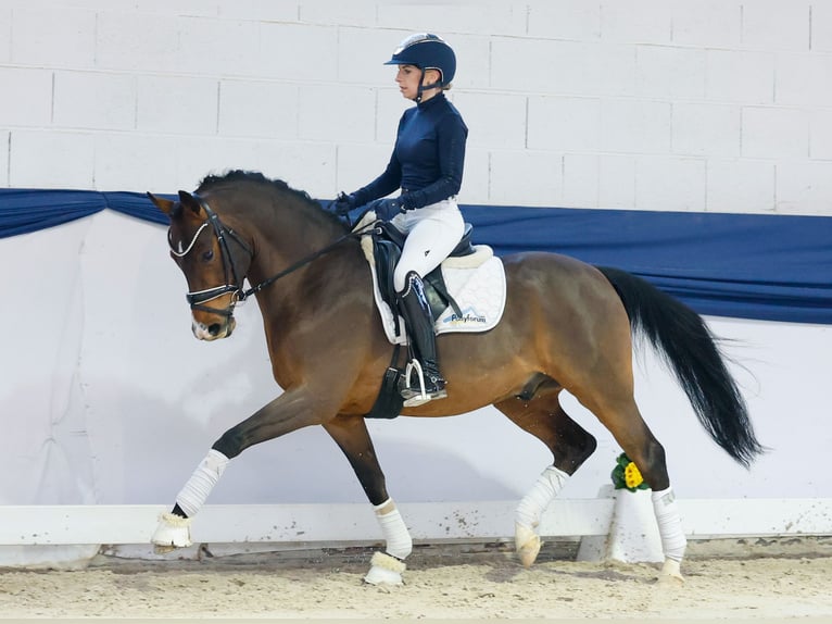 Pony tedesco Stallone 6 Anni 145 cm Baio in Marsberg