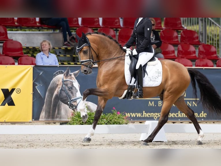 Pony tedesco Stallone 6 Anni 146 cm Baio in Rønde