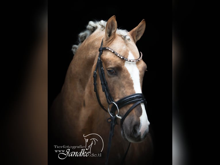 Pony tedesco Stallone 6 Anni 147 cm Palomino in Wetter (Ruhr)