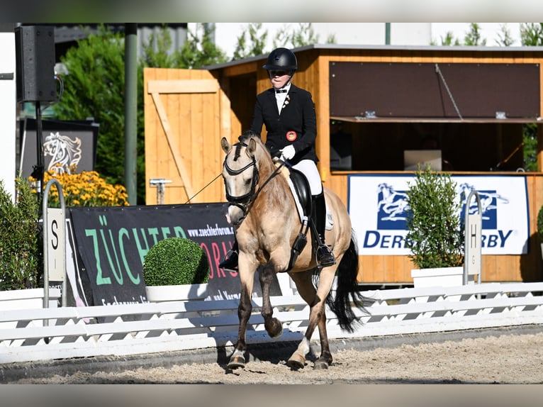 Pony tedesco Stallone 6 Anni 147 cm Pelle di daino in T&#xF6;nisvorst