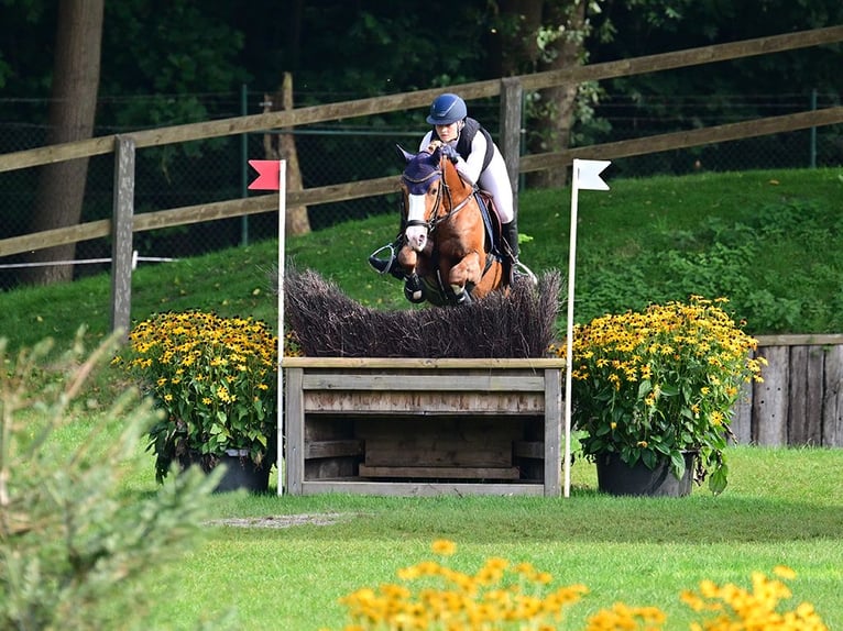 Pony tedesco Stallone 6 Anni 148 cm Sauro in Gomadingen