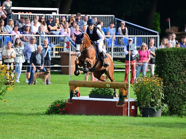 Pony tedesco Stallone 6 Anni 148 cm Sauro in Gomadingen
