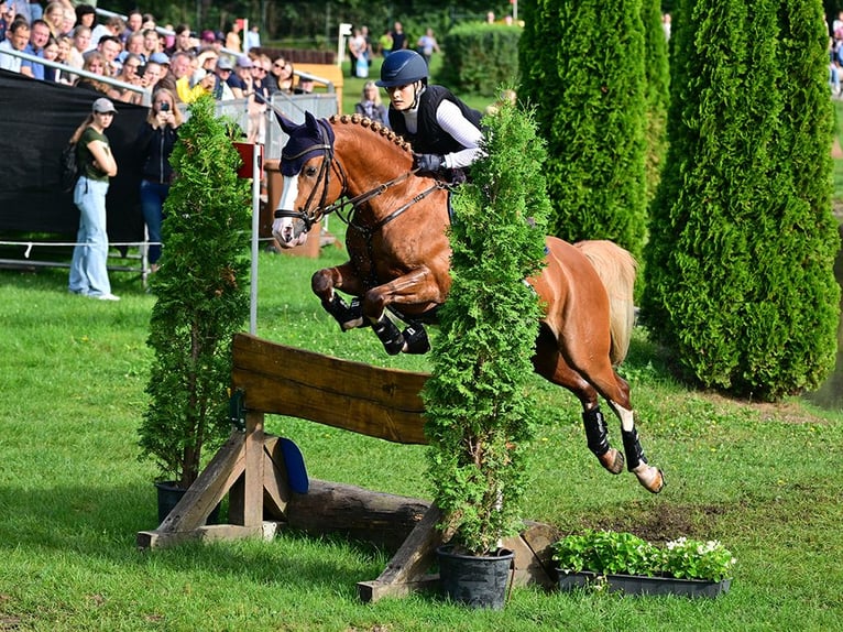 Pony tedesco Stallone 6 Anni 148 cm Sauro in Gomadingen