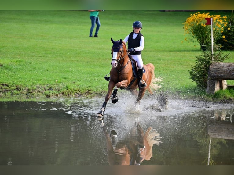 Pony tedesco Stallone 6 Anni 148 cm Sauro in Gomadingen