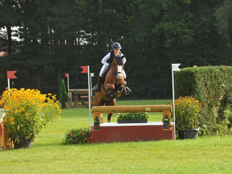 Pony tedesco Stallone 6 Anni 148 cm Sauro in Gomadingen