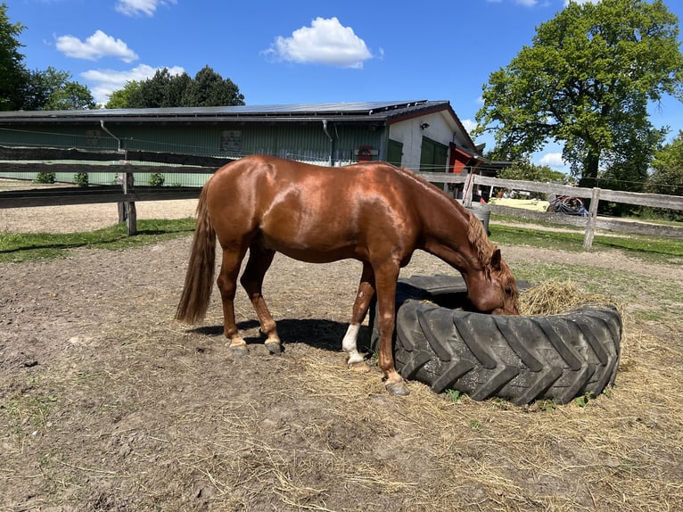 Pony tedesco Stallone 7 Anni 145 cm Sauro in Todenb&#xFC;ttel