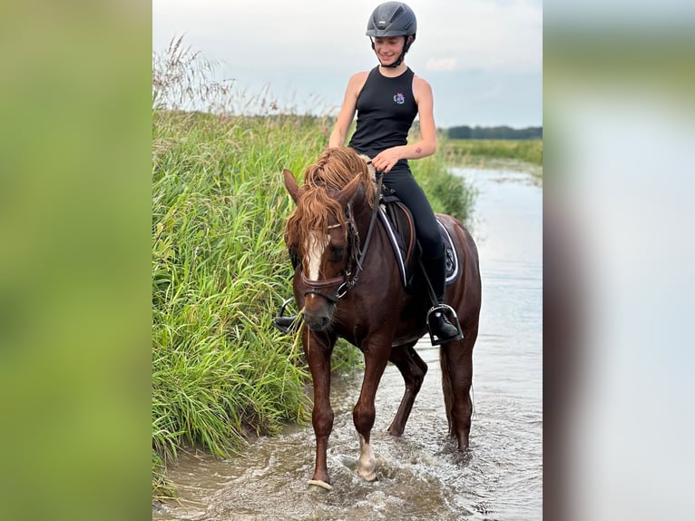 Pony tedesco Stallone 8 Anni 145 cm Sauro in Todenbüttel