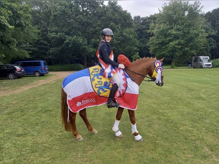Pony tedesco Stallone 8 Anni 145 cm Sauro in Todenbüttel