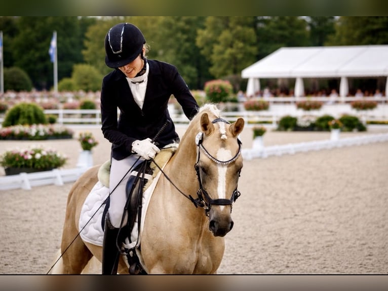 Pony tedesco Stallone 8 Anni 146 cm Dunalino in Köln