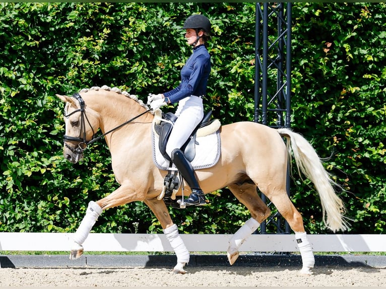 Pony tedesco Stallone 8 Anni 146 cm Palomino in Marsberg