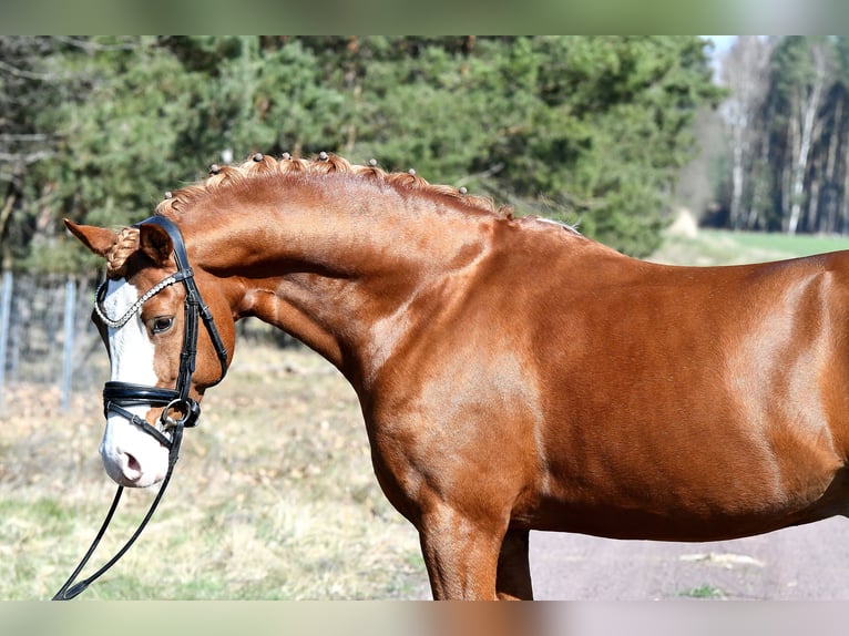Pony tedesco Stallone 8 Anni 147 cm Sauro in Treuenbrietzen