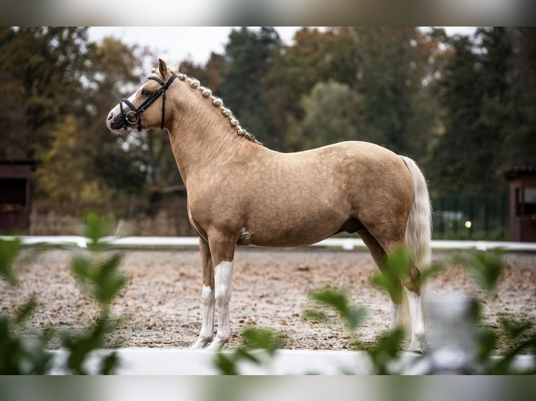 Pony tedesco Stallone 9 Anni 145 cm Palomino in Schönwalde