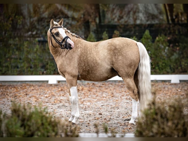 Pony tedesco Stallone 9 Anni 145 cm Palomino in Schönwalde