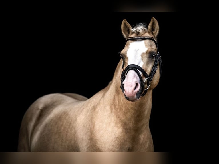 Pony tedesco Stallone 9 Anni 145 cm Palomino in Schönwalde