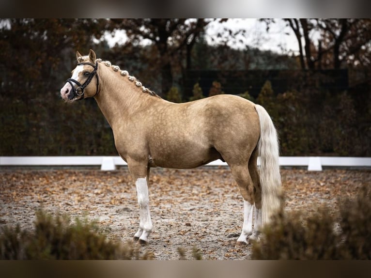 Pony tedesco Stallone 9 Anni 145 cm Palomino in Schönwalde