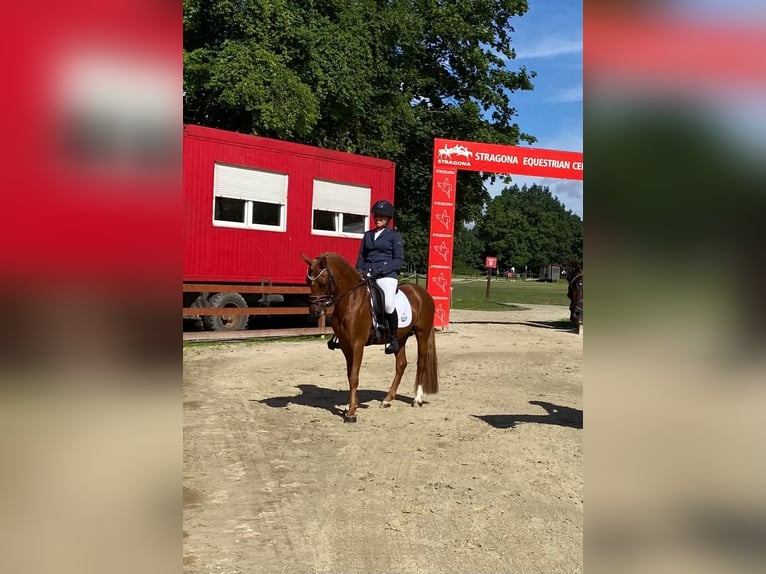 Pony tedesco Stallone 9 Anni 146 cm Sauro in Legnica