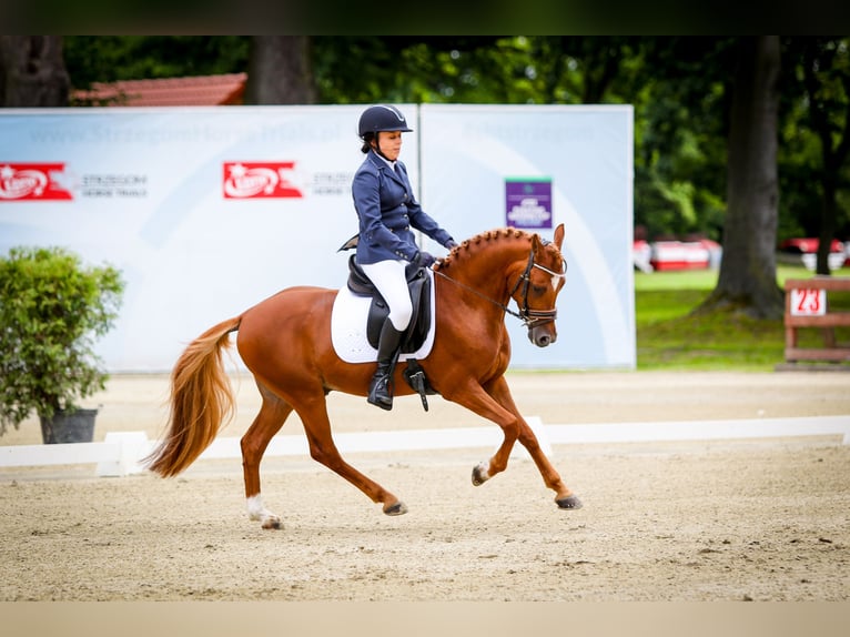 Pony tedesco Stallone 9 Anni 146 cm Sauro in Legnica