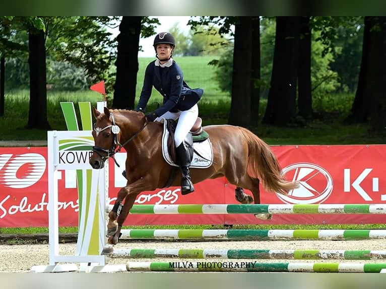 Pony tedesco Stallone 9 Anni 146 cm Sauro in Legnica