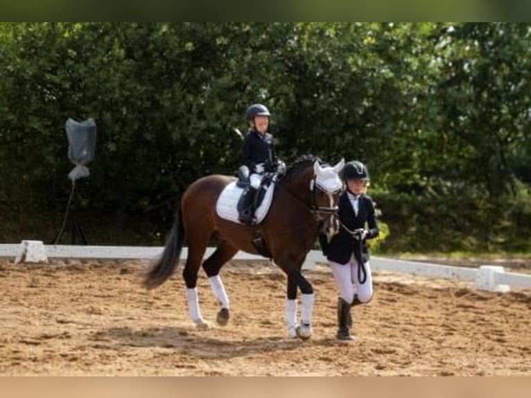 Pony tedesco Stallone 9 Anni 147 cm Baio scuro in Dörpstedt