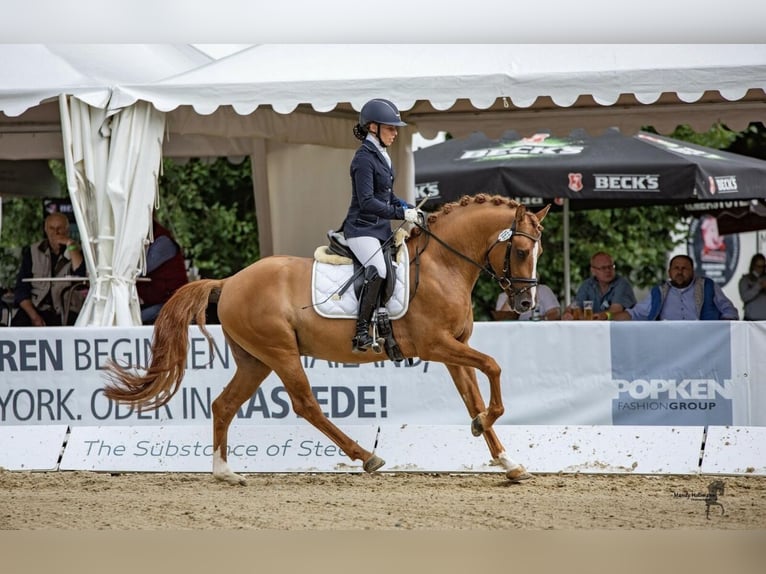 Pony tedesco Stallone 9 Anni 148 cm Falbo in Achim