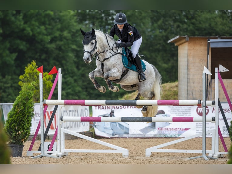 Pony tedesco Stallone 9 Anni 148 cm Grigio in ErgoldsbacH