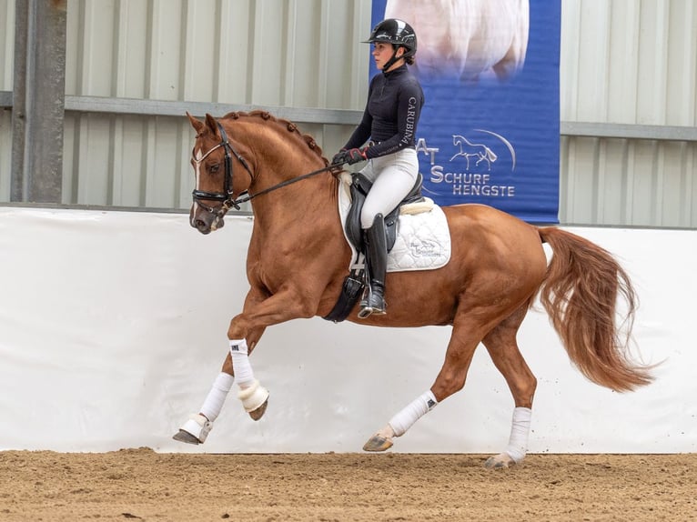 Pony tedesco Stallone 9 Anni 153 cm Sauro in Bedburg