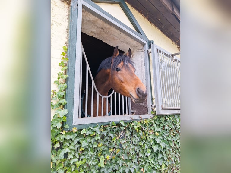 Pony tedesco Stallone Baio in Coesfeld