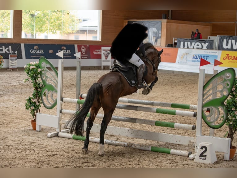 Pony tedesco Stallone Baio in Pentling