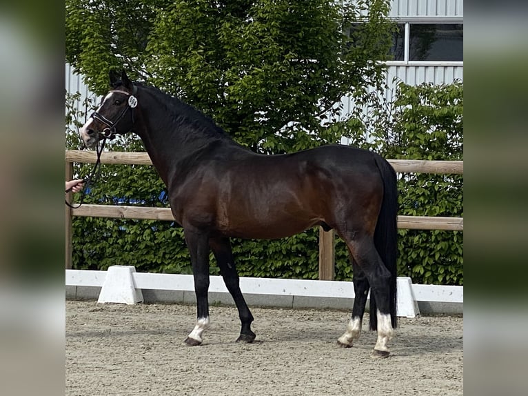 Pony tedesco Stallone Baio nero in Achim