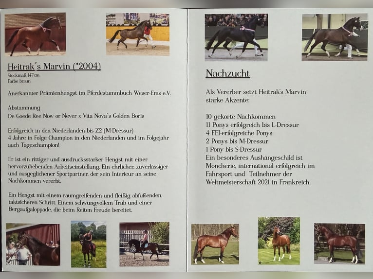 Pony tedesco Stallone Baio in Ihlow