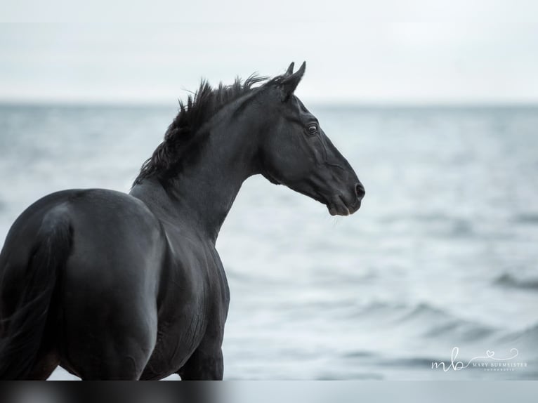 Pony tedesco Stallone in Hollenstedt