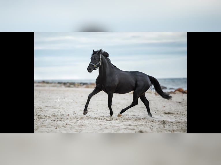 Pony tedesco Stallone in Hollenstedt