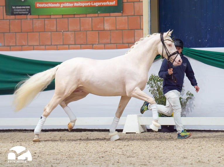 Pony tedesco Stallone Cremello in Bedburg