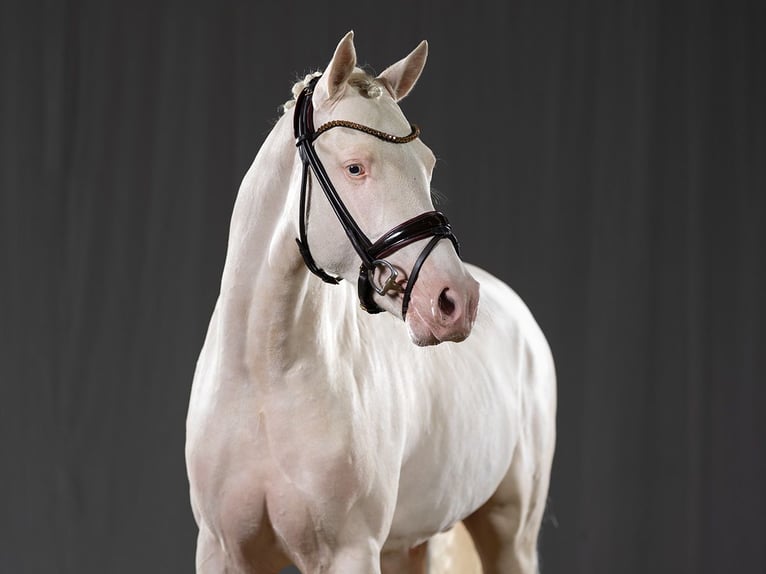 Pony tedesco Stallone Cremello in Bedburg