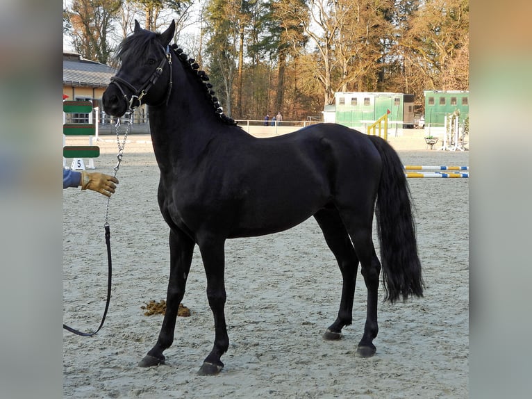 Pony tedesco Stallone Morello in Lanz