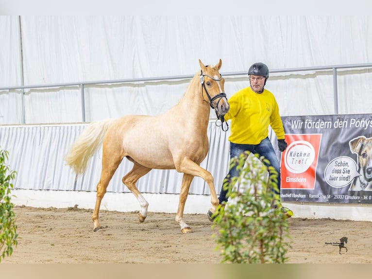 Pony tedesco Stallone Palomino in Achim