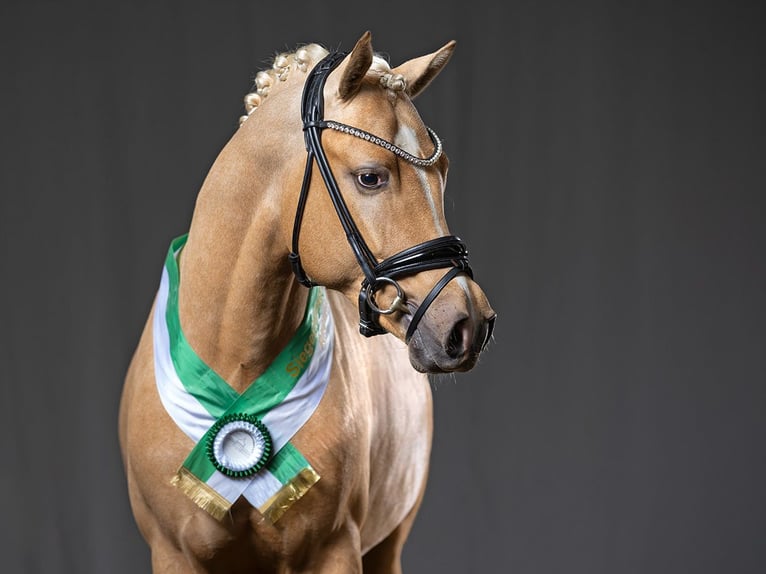 Pony tedesco Stallone Palomino in Bedburg