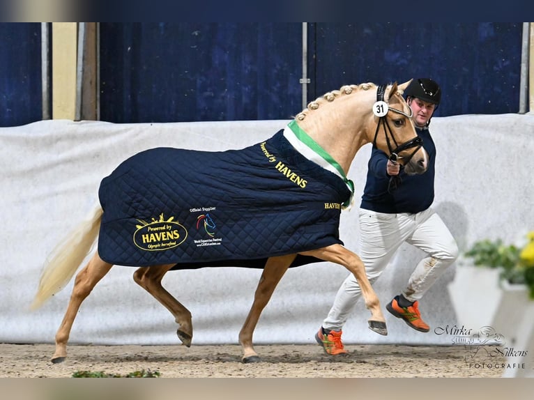 Pony tedesco Stallone Palomino in Bedburg