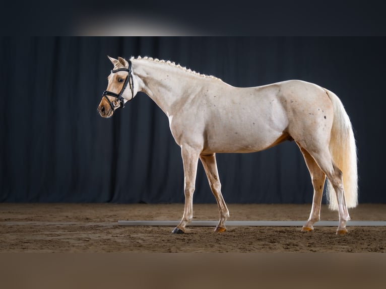Pony tedesco Stallone Palomino in Coesfeld