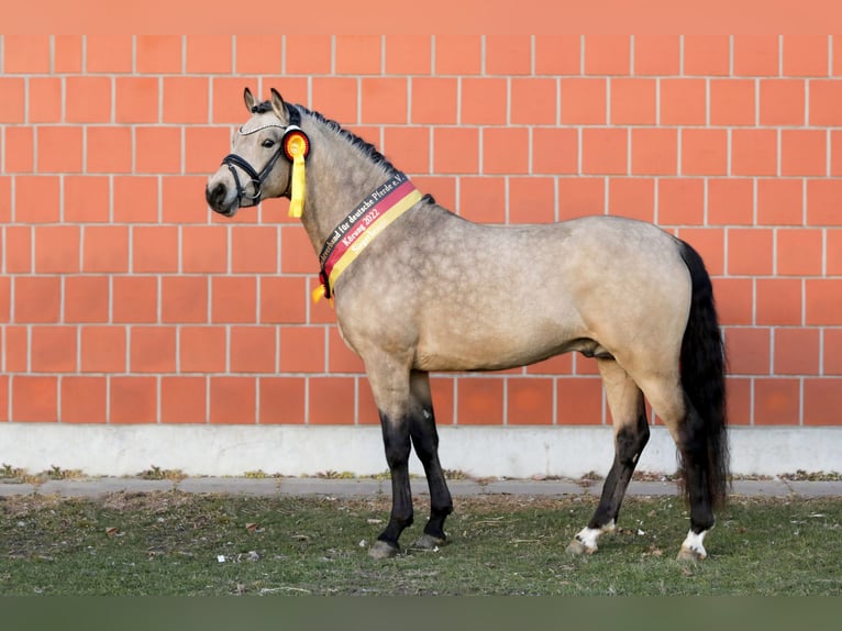 Pony tedesco Stallone Pelle di daino in Lippetal