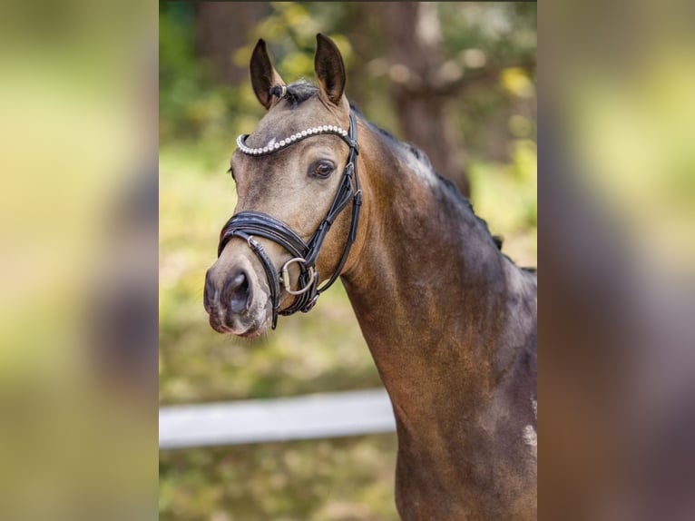 Pony tedesco Stallone Pelle di daino in Achim