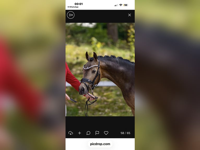 Pony tedesco Stallone Pelle di daino in Achim